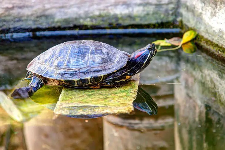 Why Is My Turtle Always Basking? Reasons And Solutions