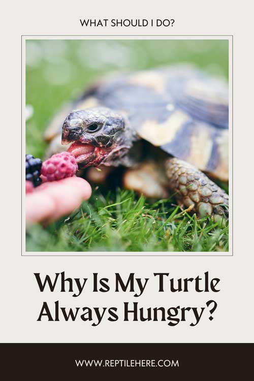 Why Is My Turtle Always Hungry