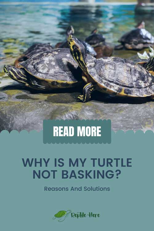 Why Is My Turtle Not Basking