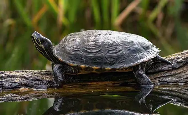 why-is-my-turtle-not-basking-reasons-and-solutions