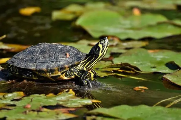 Why It’s Not Advisable for Turtles and Frogs to Live Together