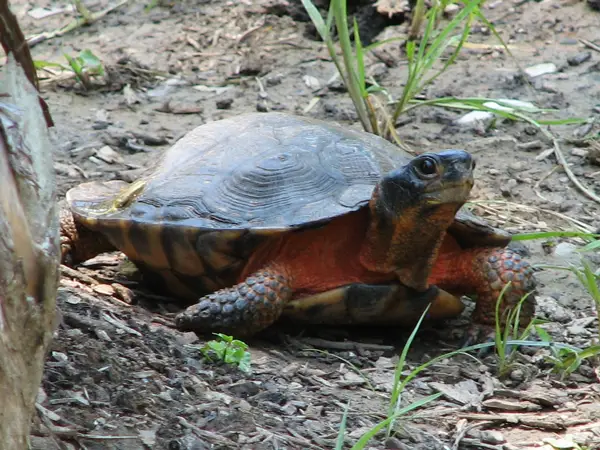  Wood Turtle in Rhode Island