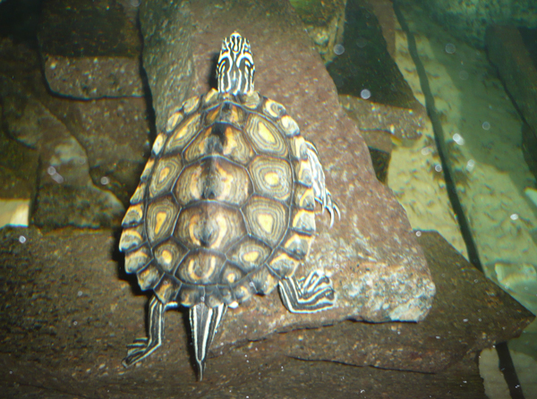 Yellow-blotched Map Turtle in Mississippi