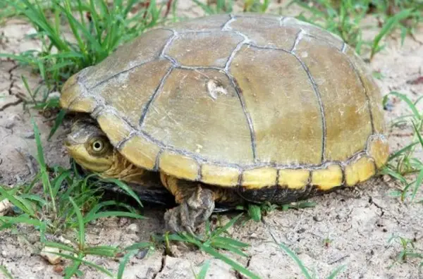 Yellow mud turtle