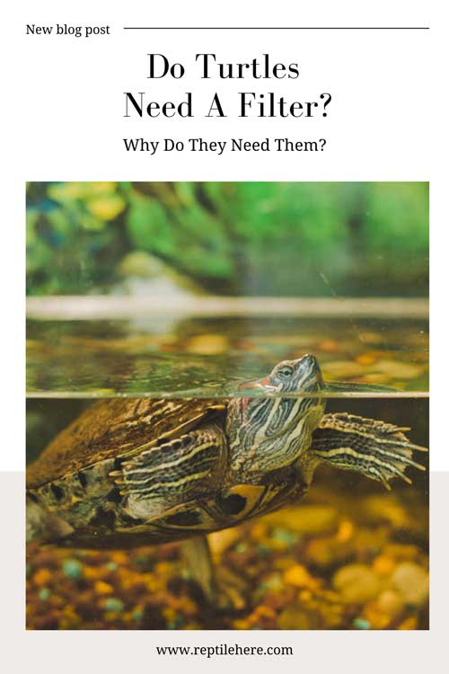 Do Turtles Need A Filter