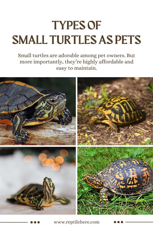 Types Of Small Turtles As Pets That Stay Small Forever