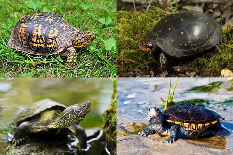 Types Of Small Turtles