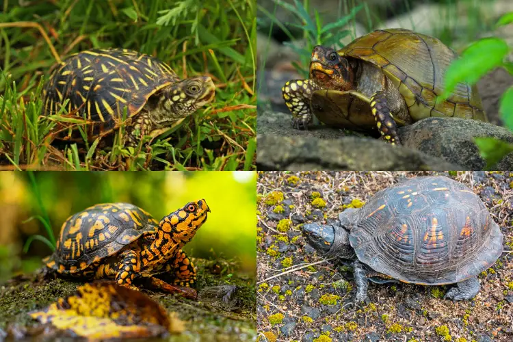 Types of Box Turtles