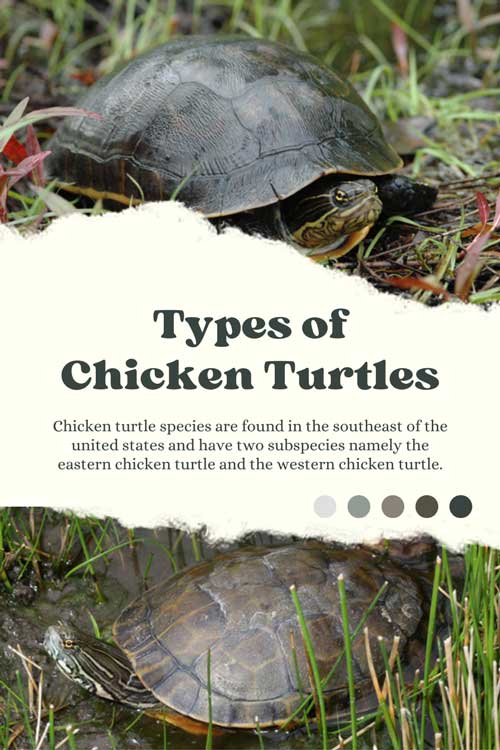 Types of Chicken Turtles