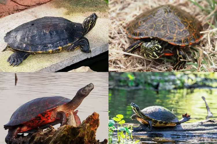 Types of Cooter Turtles