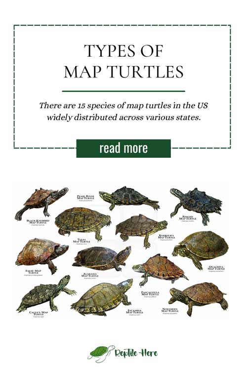Types of Map Turtles