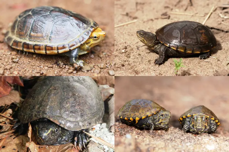 Types of Mud Turtles