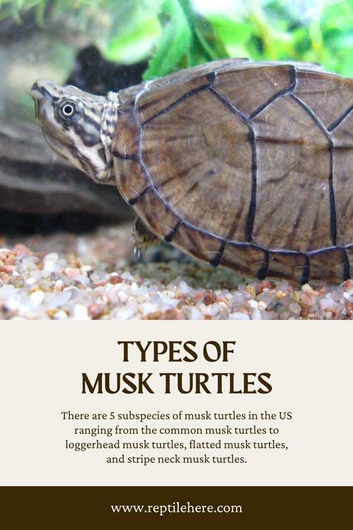 Types of Musk Turtles
