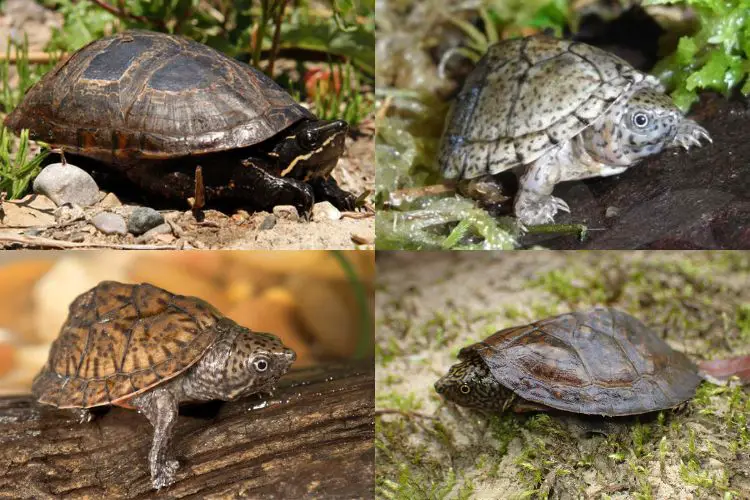 Types of Musk Turtles