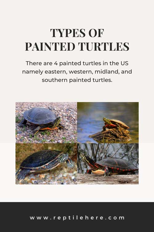 Types of Painted Turtles