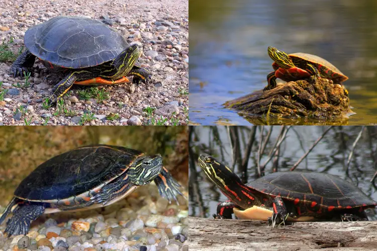Types of Painted Turtles