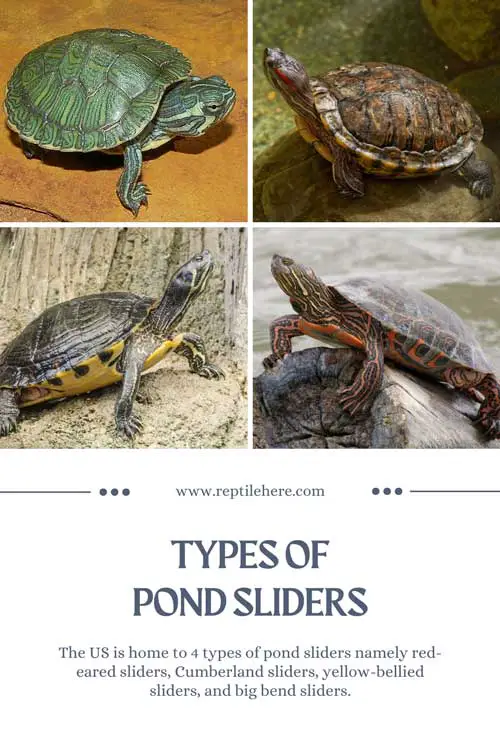 Types of Pond Sliders