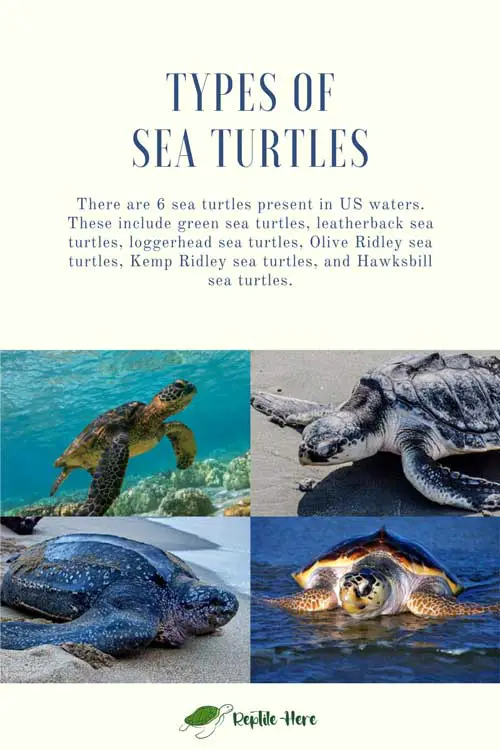 Types of Sea Turtles