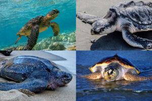 Types Of Sea Turtles