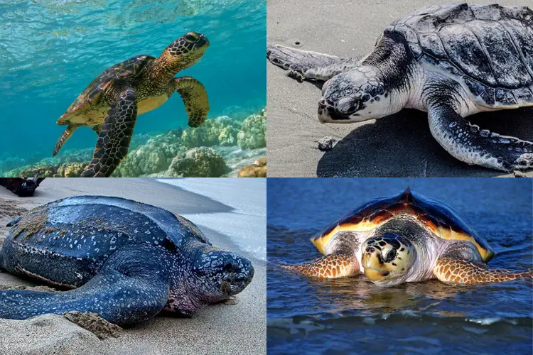 Types of Sea Turtles