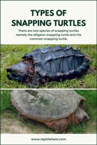 Types of Snapping Turtles