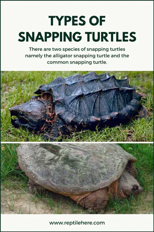 Types of  Snapping Turtles