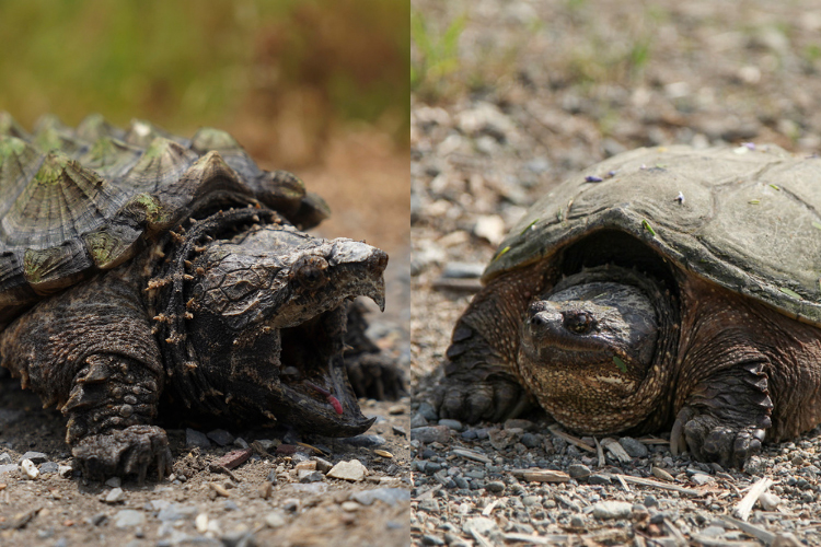 Types of Snapping Turtles