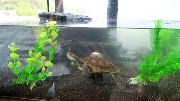 Add a UVB light to turtle tank