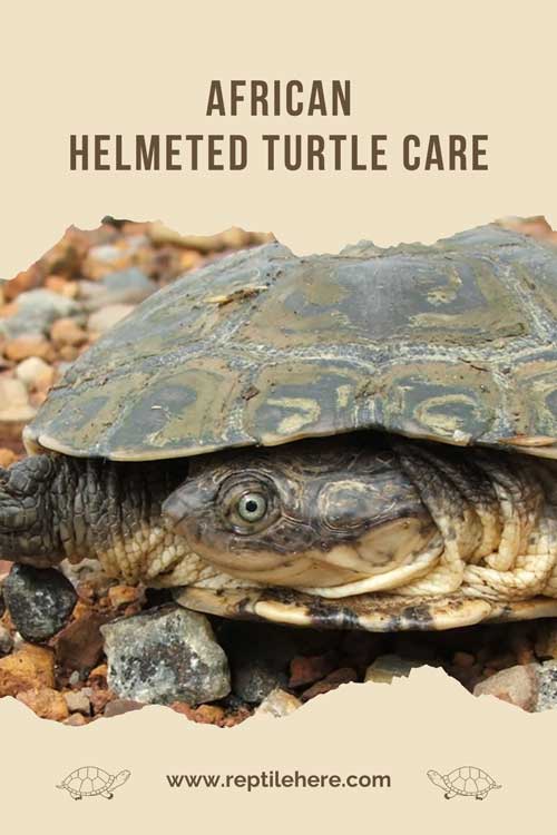 African Helmeted Turtle Care