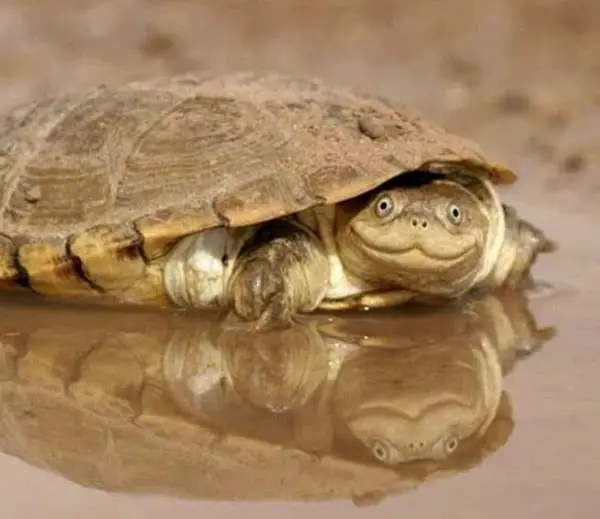 Are African Helmeted Turtles Easy To Take Care Of