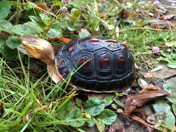 Are Chinese Box Turtles Easy to Take Care Of