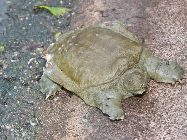 Are Chinese  Softshell Turtles easy to take care of