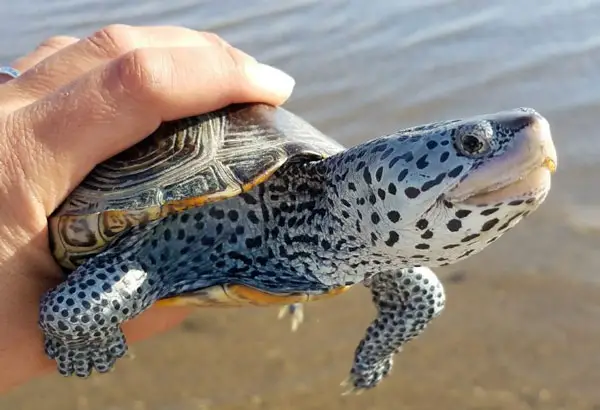 Are Diamondback Terrapin Easy to Take Care Of