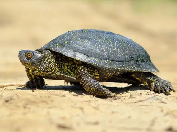Are European Pond Turtles Easy To Take Care Of