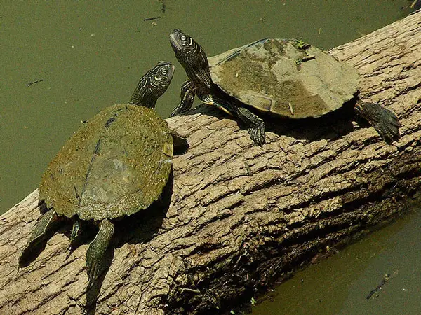 Are Mississippi Map Turtles easy to take care of