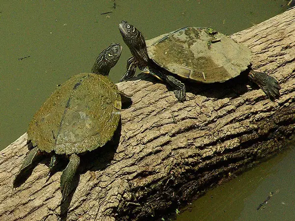 Are Mississippi Map Turtles Easy To Take Care Of 