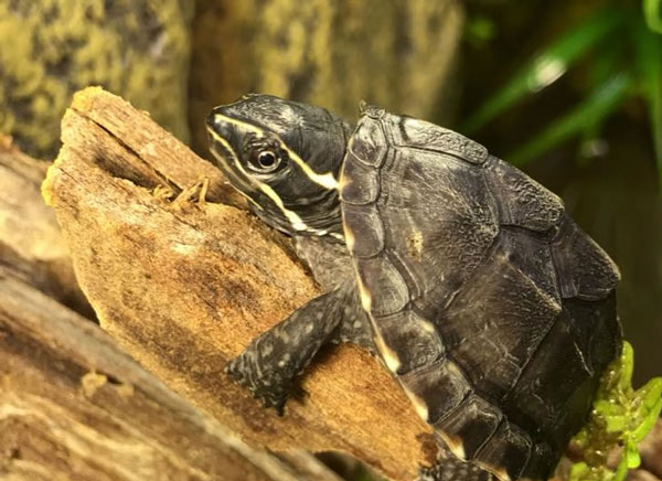 Are Musk Turtles easy to take care of