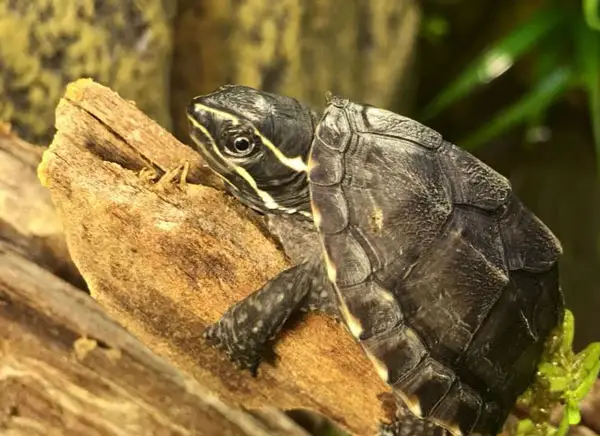 Are Musk Turtles easy to take care of