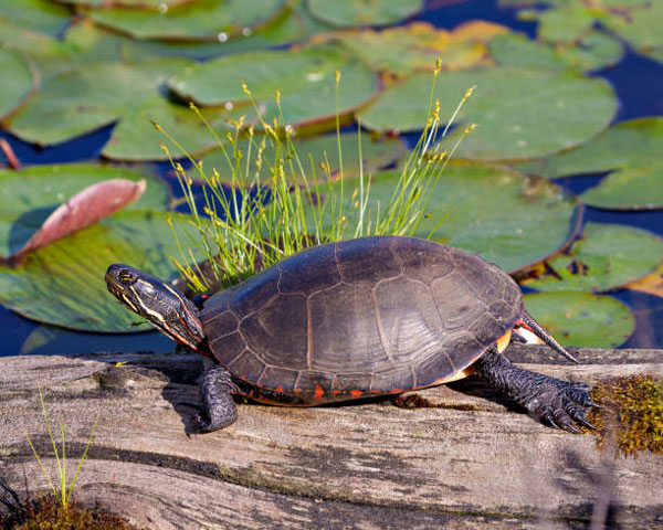 Are Painted Turtles Easy to Take Care of