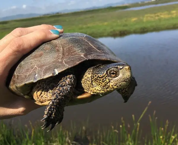 Are Western Pond Turtles easy to take care of