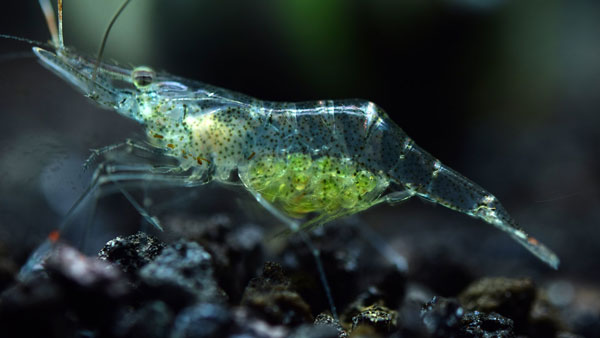 Are ghost shrimp good cleaners