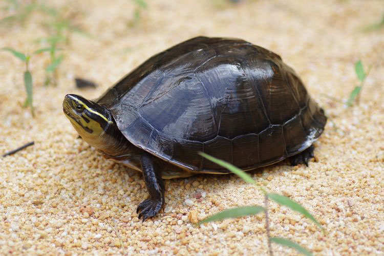 Everything You Need To Know About Asian Box Turtle Care