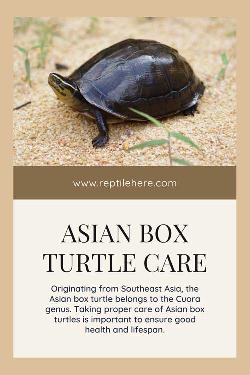 Asian Box Turtle Care