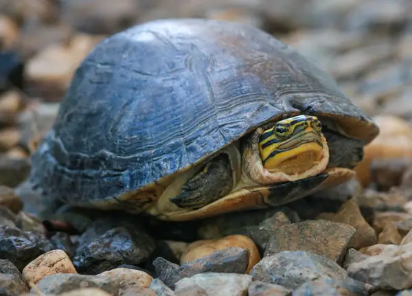 Asian Box Turtle