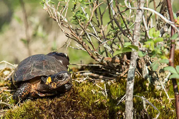 Basic Info About Bog Turtle