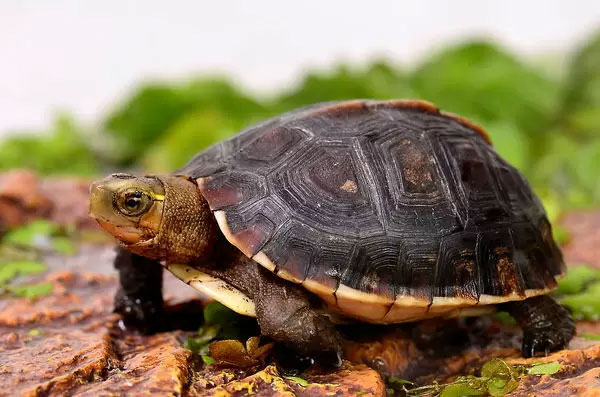 Basic Info About Chinese Box Turtle