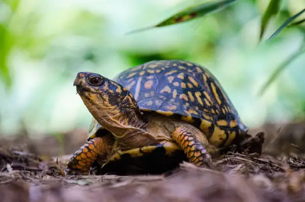 Basic Info About Eastern Box Turtle