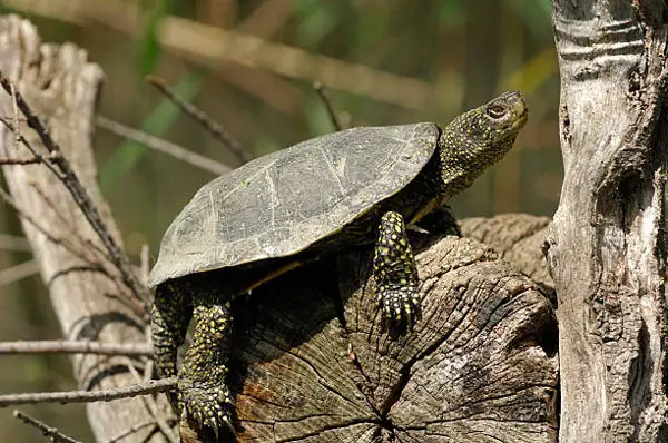 Basic Info About European Pond Turtle