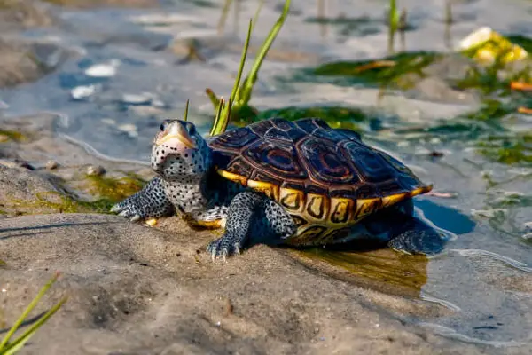 Basic Info about Diamondback Terrapin 