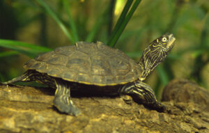 Mississippi Map Turtle Care: Everything You Need to Know!